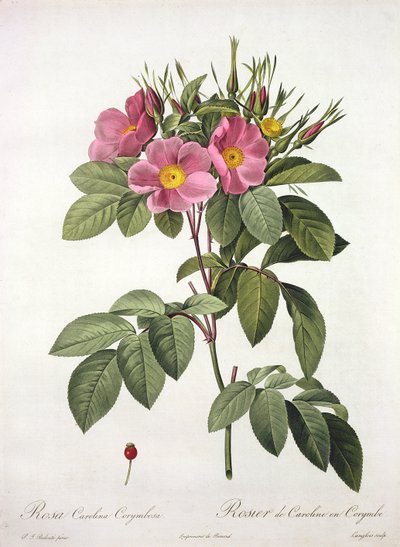 Rosa Carolina Corymbosa, engraved by Langlois, from 